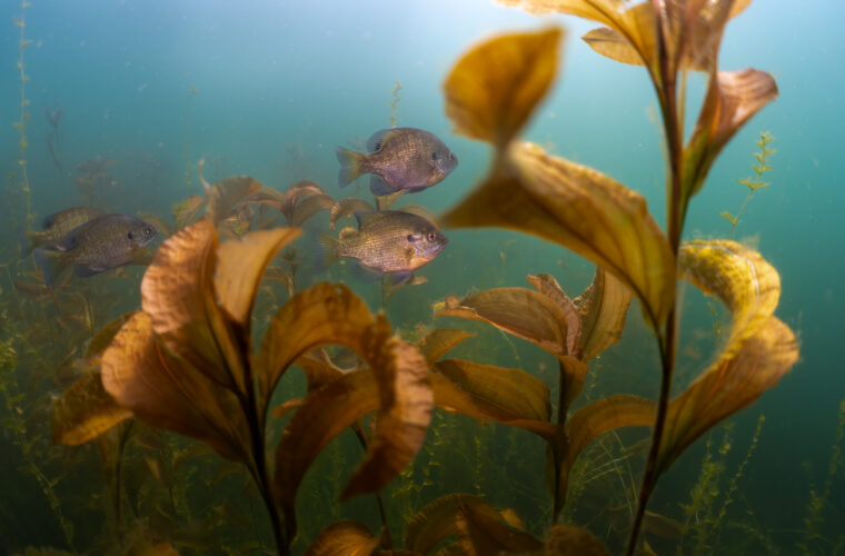 Preproposals due Nov. 19 for Michigan fisheries grants